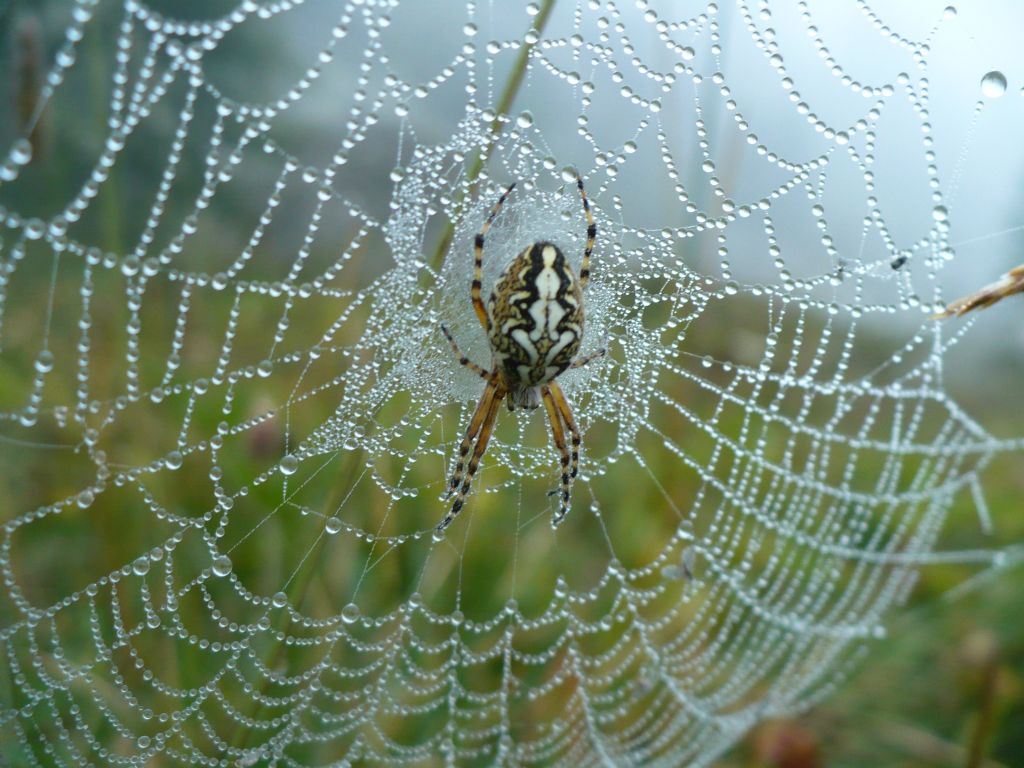 Aculepeira carbonaria